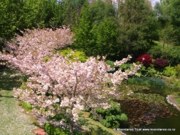 Cherry Tree Walk 2